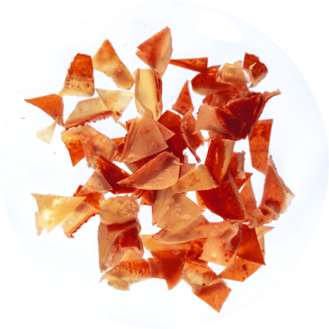 Seashell Waste